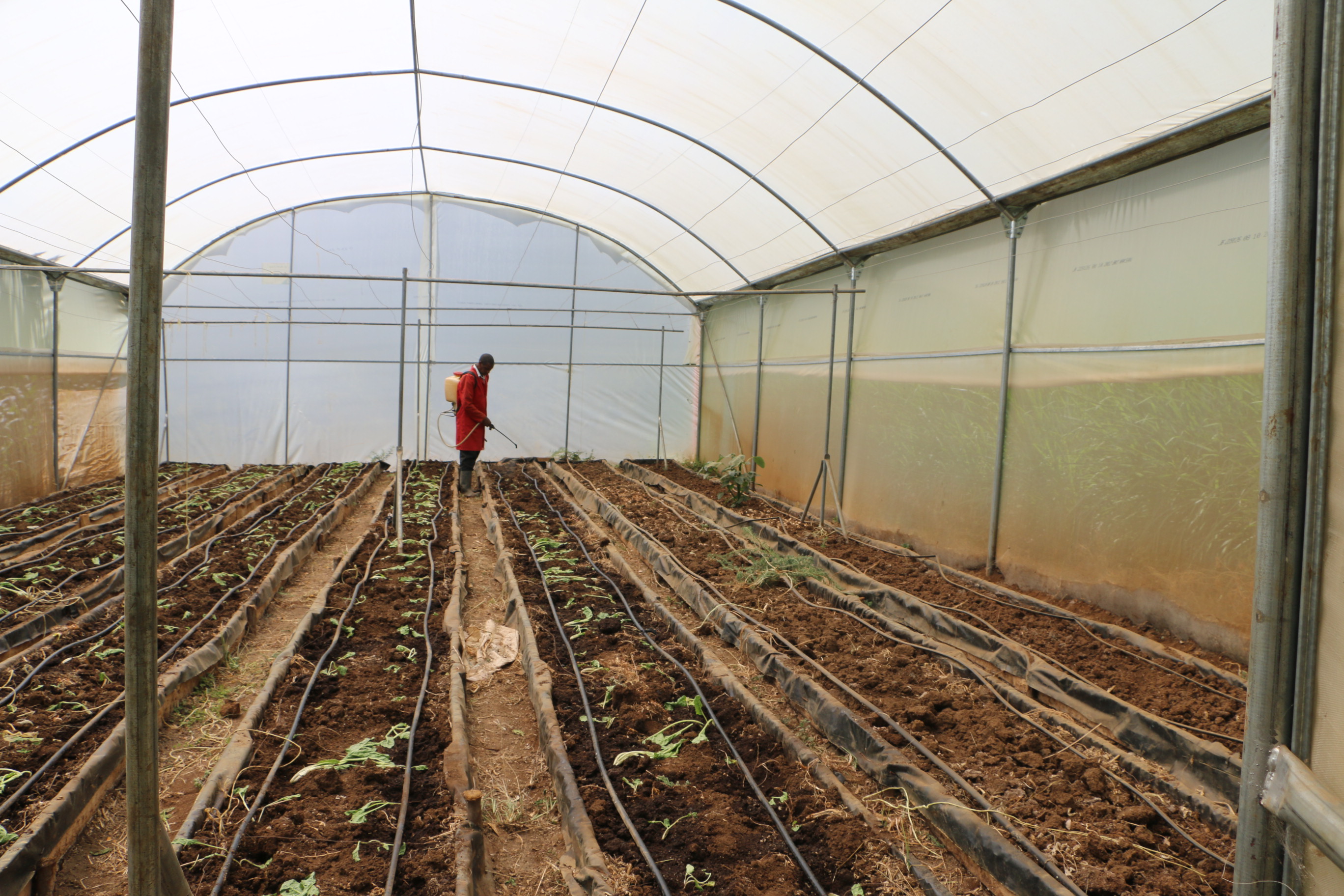 Meru farmers reap fortunes from county government donated greenhouses